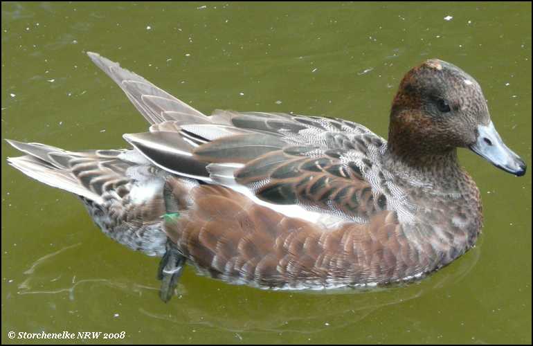 Enten Gänse Sänger Schwäne im Bilderlexikon auf Storchenelke's